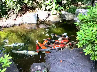東光寺別院桜ヶ池不動院の動物