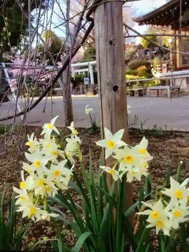 鳩森八幡神社の自然