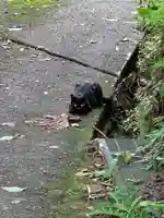 諏訪神社の動物