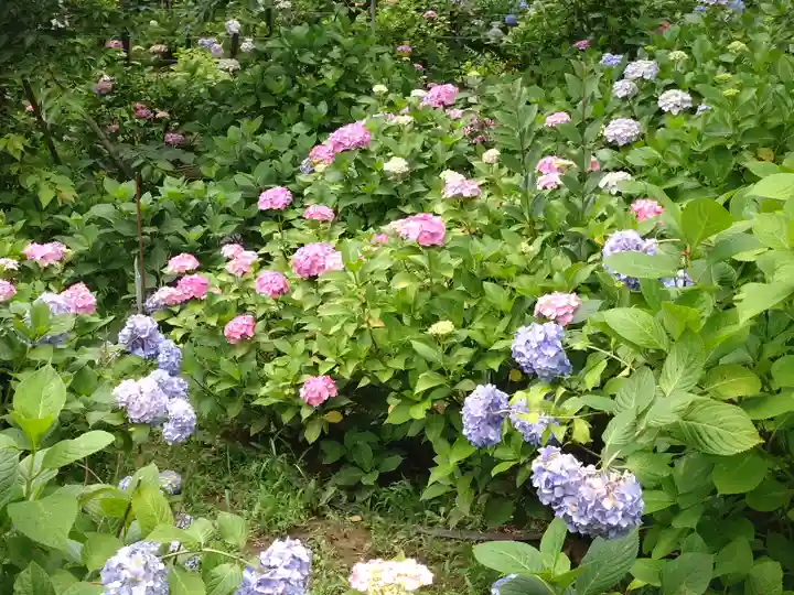 本土寺(千葉県)