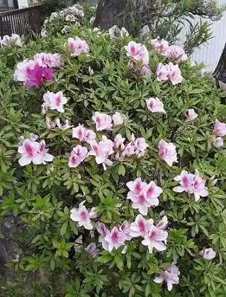 西方山極楽寺(岐阜県)