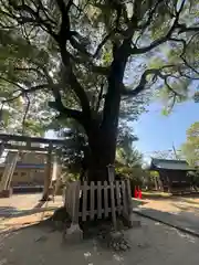 大神神社（花池）の自然