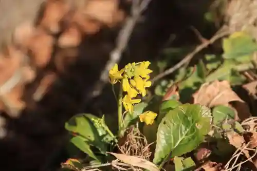 白山比咩神社の自然