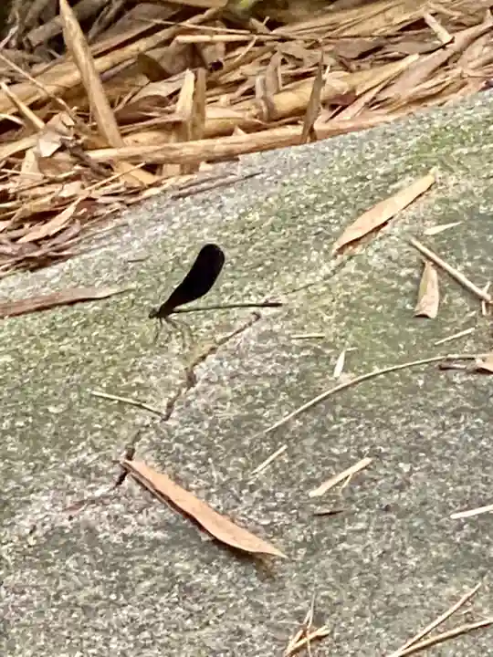 恋の水神社の動物