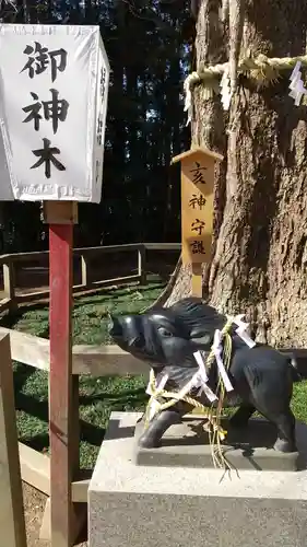 水戸八幡宮の狛犬