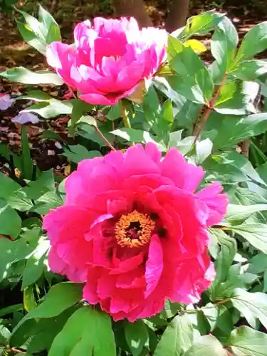布多天神社の自然