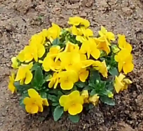 大鏑神社の自然