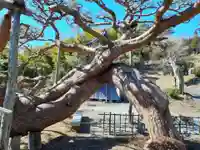 荘厳寺(岩手県)