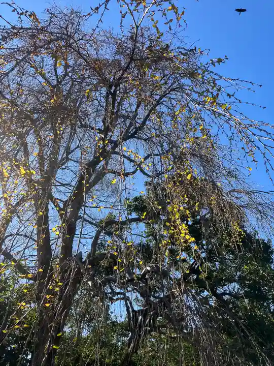 深大寺(東京都)