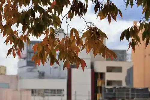 愛宕神社の自然