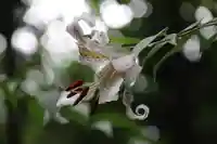 鹿島大神宮の庭園