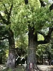 高屋神社の自然