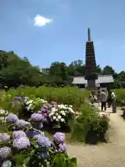 般若寺 ❁﻿コスモス寺❁(奈良県)