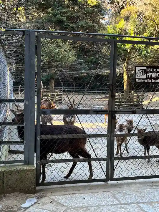 鹿島神宮の動物