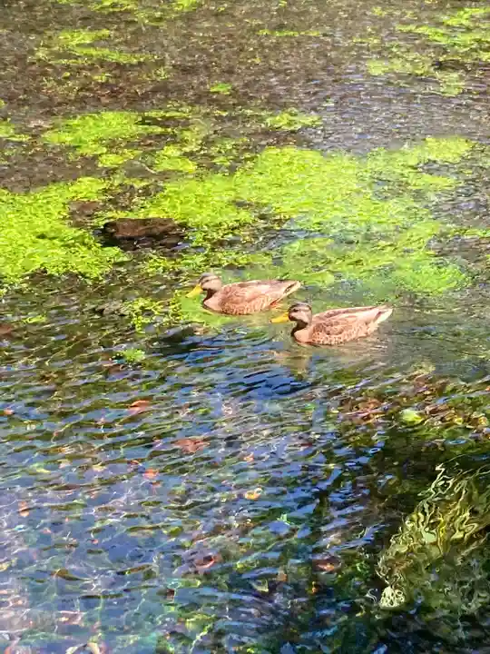 富士山本宮浅間大社の動物