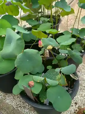 称念寺(大阪府)