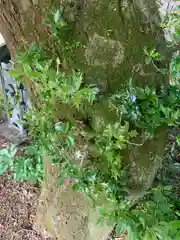 沼鉾神社の自然