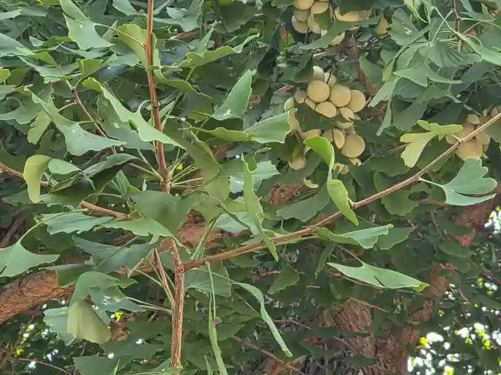 諏訪神社(東京都)