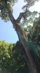 上知我麻神社（熱田神宮摂社）の自然