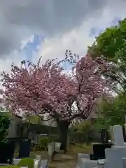 東光寺の自然