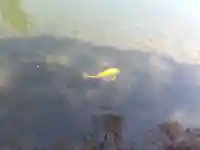 福井神社(福井県)