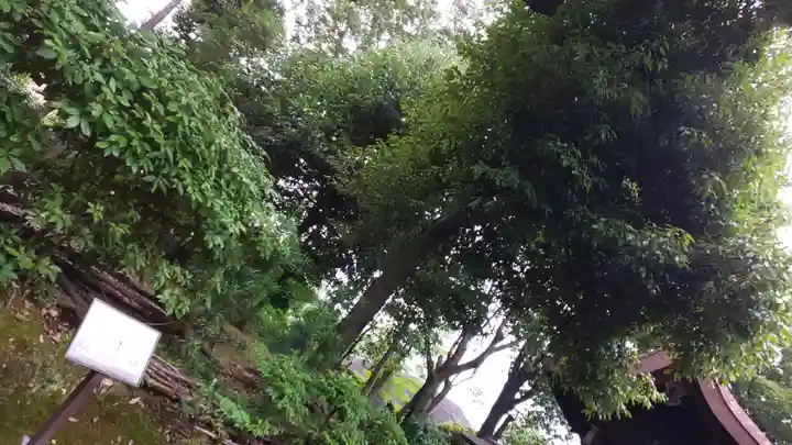 新日吉神宮の自然