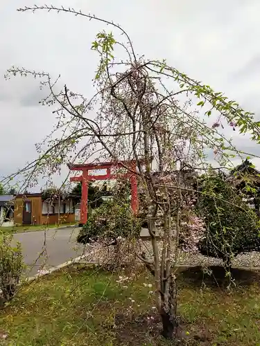 美瑛神社の自然