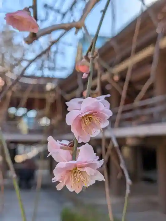 妙法寺(東京都)