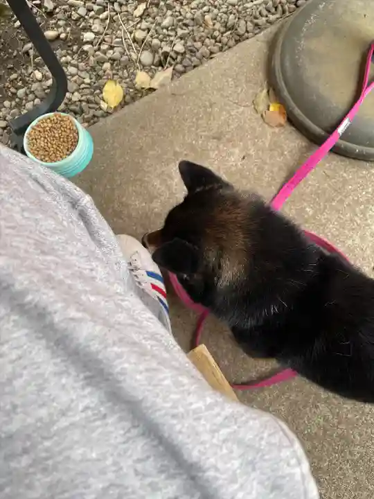 上目黒氷川神社(東京都)