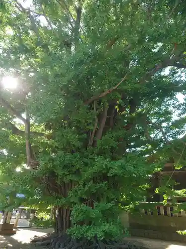 葛飾八幡宮の自然