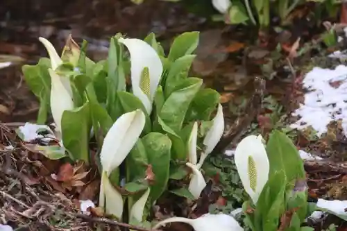 鹿島大神宮の自然