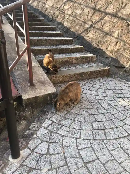 千光寺の動物