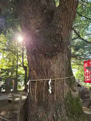 諏訪神社(東京都)