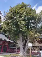 志波彦神社・鹽竈神社の自然