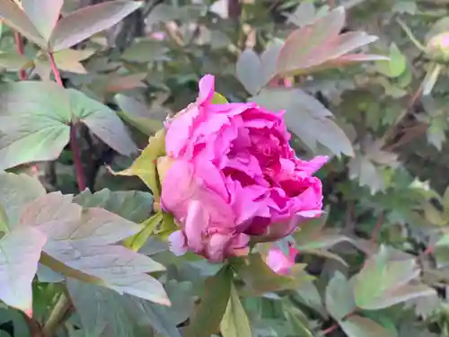 埼玉厄除け開運大師・龍泉寺（切り絵御朱印発祥の寺）の自然