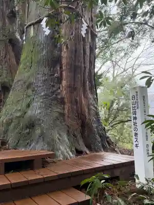 白山比咩神社の{uncategorized: "未分類", other: "その他", undefined: "問題あり", building: "その他建物", grave: "お墓", sacred_gate: "鳥居", guardian: "狛犬", statue: "像", buddha: "仏像", history: "歴史", nature: "自然", garden: "庭園", animal: "動物", pagoda: "塔", temizu: "手水舎", mountain_gate: "山門・神門", sanctuary: "本殿・本堂", subordinate: "末社・摂社", art: "芸術", scenery: "景色", jizo: "地蔵", ema: "絵馬", goshuin: "御朱印", omikuji: "おみくじ", items: "授与品その他", amulet: "お守り", goshuincho: "御朱印帳", eats: "食事", festival: "お祭り", votive_dance: "神楽", shichigosan: "七五三参", wedding: "結婚式", experience: "体験その他", initially: "初詣", around: "周辺", anti_infection: "感染症対策"}