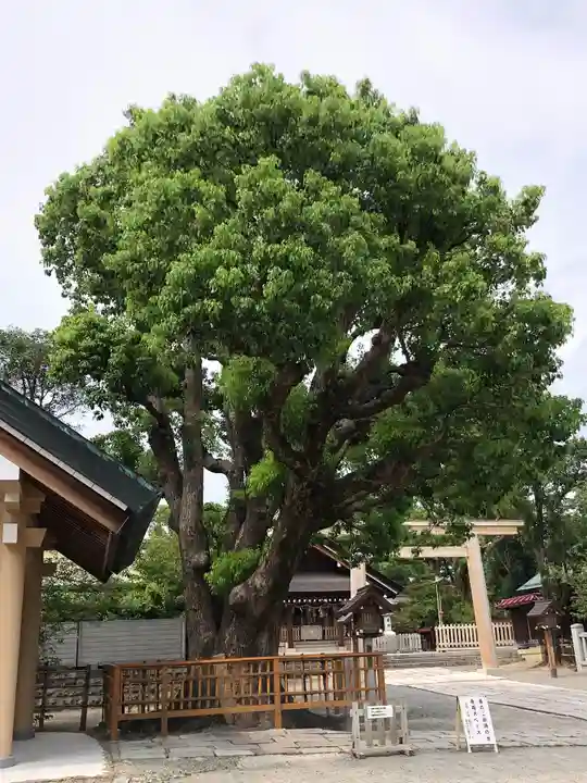 和泉國一之宮 大鳥大社の自然
