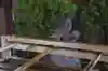 東京大神宮の手水舎