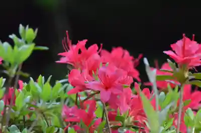 塩船観音寺(東京都)