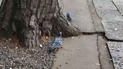 菊田神社の動物