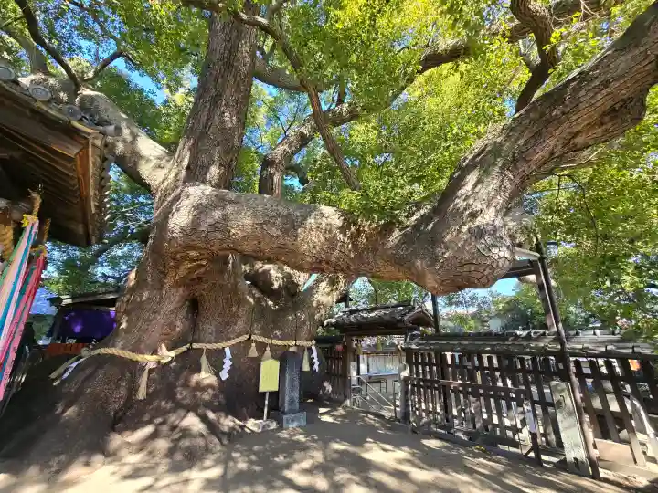 三島神社の{uncategorized: "未分類", other: "その他", undefined: "問題あり", building: "その他建物", grave: "お墓", sacred_gate: "鳥居", guardian: "狛犬", statue: "像", buddha: "仏像", history: "歴史", nature: "自然", garden: "庭園", animal: "動物", pagoda: "塔", temizu: "手水舎", mountain_gate: "山門・神門", sanctuary: "本殿・本堂", subordinate: "末社・摂社", art: "芸術", scenery: "景色", jizo: "地蔵", ema: "絵馬", goshuin: "御朱印", omikuji: "おみくじ", items: "授与品その他", amulet: "お守り", goshuincho: "御朱印帳", eats: "食事", festival: "お祭り", votive_dance: "神楽", shichigosan: "七五三参", wedding: "結婚式", experience: "体験その他", initially: "初詣", around: "周辺", anti_infection: "感染症対策"}