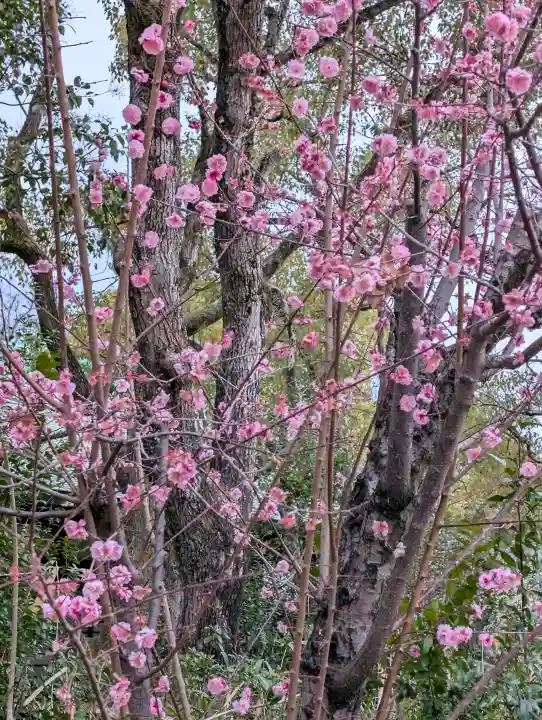 豊國神社の{uncategorized: "未分類", other: "その他", undefined: "問題あり", building: "その他建物", grave: "お墓", sacred_gate: "鳥居", guardian: "狛犬", statue: "像", buddha: "仏像", history: "歴史", nature: "自然", garden: "庭園", animal: "動物", pagoda: "塔", temizu: "手水舎", mountain_gate: "山門・神門", sanctuary: "本殿・本堂", subordinate: "末社・摂社", art: "芸術", scenery: "景色", jizo: "地蔵", ema: "絵馬", goshuin: "御朱印", omikuji: "おみくじ", items: "授与品その他", amulet: "お守り", goshuincho: "御朱印帳", eats: "食事", festival: "お祭り", votive_dance: "神楽", shichigosan: "七五三参", wedding: "結婚式", experience: "体験その他", initially: "初詣", around: "周辺", anti_infection: "感染症対策"}