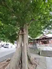 滝野川八幡神社の自然