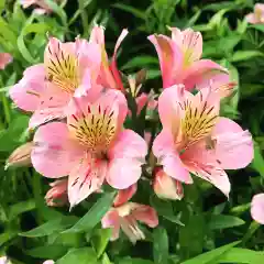 豊景神社の自然