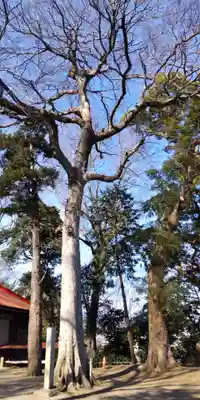 南金目神社の自然