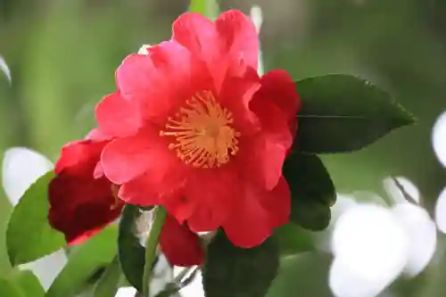 神炊館神社 ⁂奥州須賀川総鎮守⁂の自然