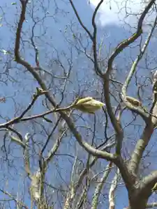 厚別神社(北海道)(2023年04月13日(木) 09時33分46秒投稿)