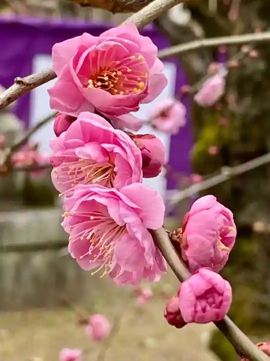 北野天満宮の自然