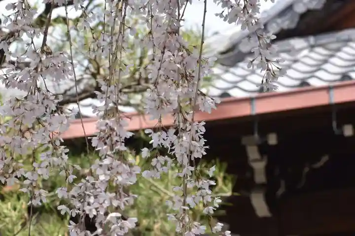 本満寺(本願満足寺)の自然