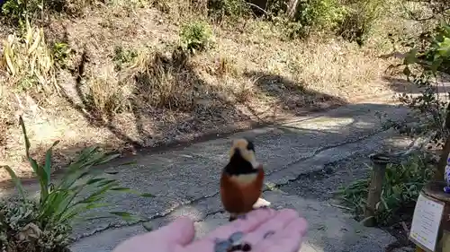 鷹直神社の動物